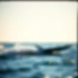 High-performance wing foil board on water