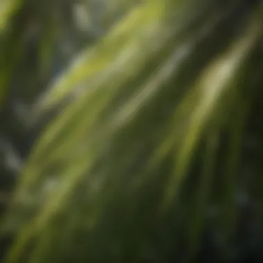 Close-up of coconut palm leaves illuminated by sunlight