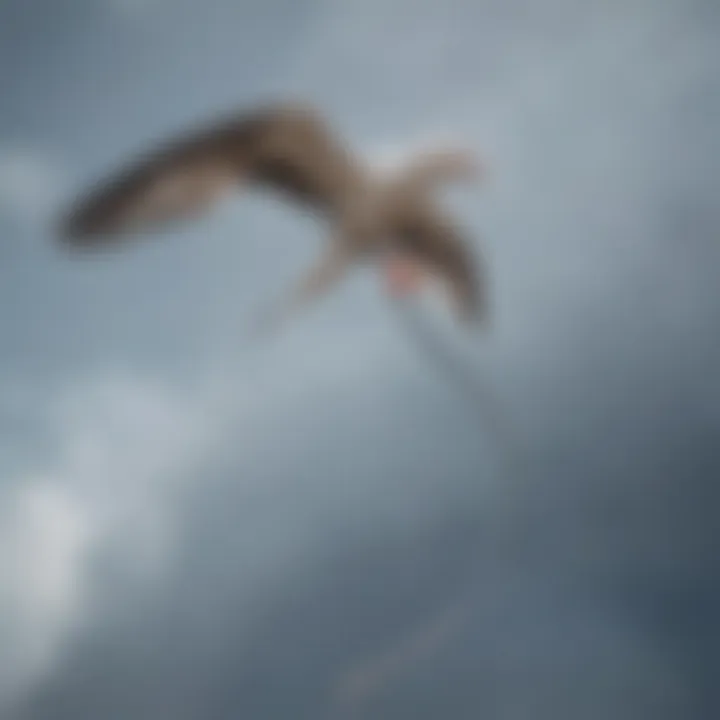 Aerodynamic analysis of a pigtail kite in flight