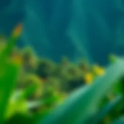 Lush landscape of Taveuni Island showcasing diverse vegetation