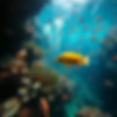 Underwater Wonders of Taveuni Vibrant underwater scene filled with marine life around Taveuni