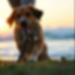 A modern smart leash featuring GPS technology